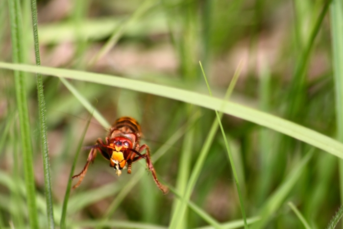 vespa crabro?